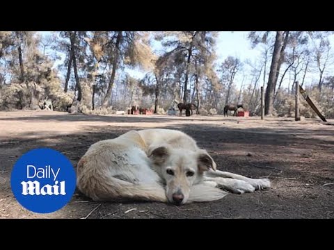 Shelter in Greece helps rescued animals stranded by wildfires