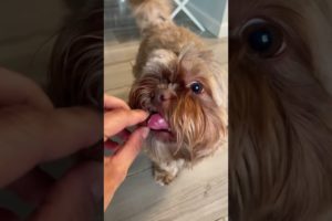 Shorkie dog chewing | RED NOSE DOg | cutest puppies | fluffy dog | dogs lips | paws | funny pets cat