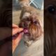 Shorkie dog chewing | RED NOSE DOg | cutest puppies | fluffy dog | dogs lips | paws | funny pets cat