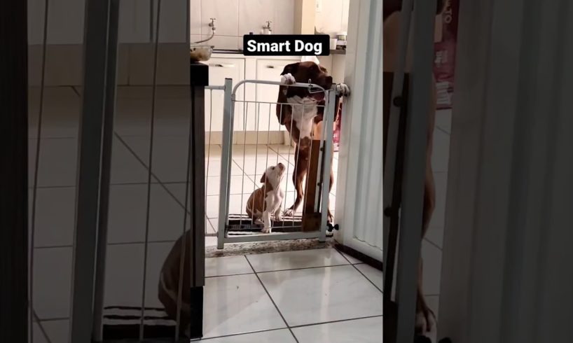 Smart Dog #dog #smartdog #puppy #shorts #shortsvideo #viralvideo #viral #smartvideo #cutest #pets