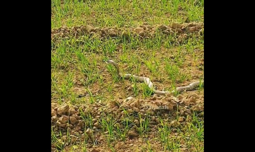 Snake in a farmer's farm😱#shorts #shortvideo #youtubeshorts
