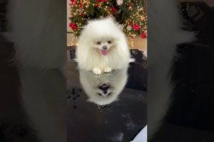 So Cute puppies 🥰 jingle bell #shorts #shortsfeed #viral @awwanimals