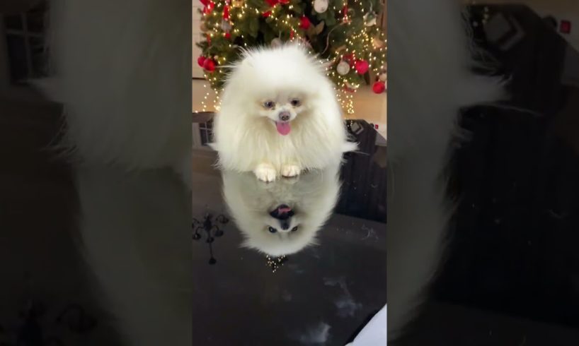 So Cute puppies 🥰 jingle bell #shorts #shortsfeed #viral @awwanimals