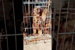 So cutest puppies available in old baneshwor ktm❤️ #shortvideo #like #suscribete #dog #shooting❤️
