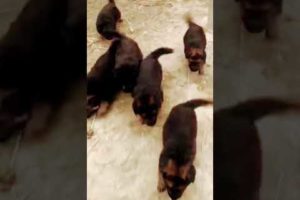 So cutest puppies🐶#jermanshepherd #shortvideo #like #dog #suscribete #shooting #avilable#doglover🖤