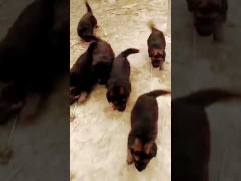 So cutest puppies🐶#jermanshepherd #shortvideo #like #dog #suscribete #shooting #avilable#doglover🖤