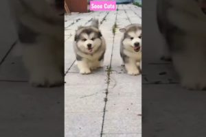 Sooo Cute puppies