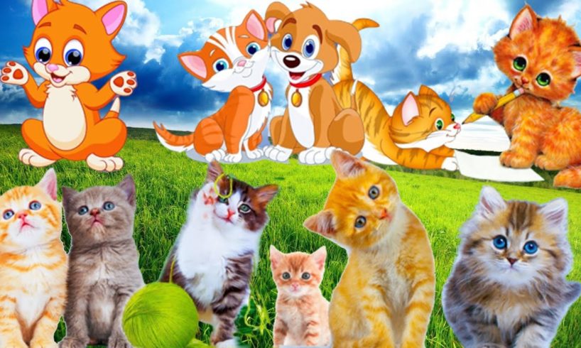 Sound of familiar animals. Learn about kittens. Sounds of cats meow. Kittens meow.