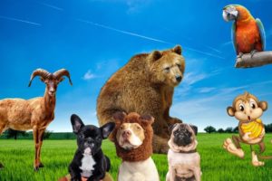 Sounds of cats, dogs, bear, cow, parrot CUTE ANIMALS...