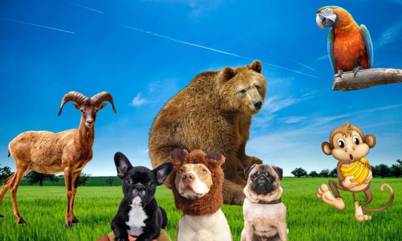 Sounds of cats, dogs, bear, cow, parrot CUTE ANIMALS...