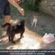 Stray Cat Was So Hungry And He Was So Happy To See Us/ Animal Rescue Video 2022
