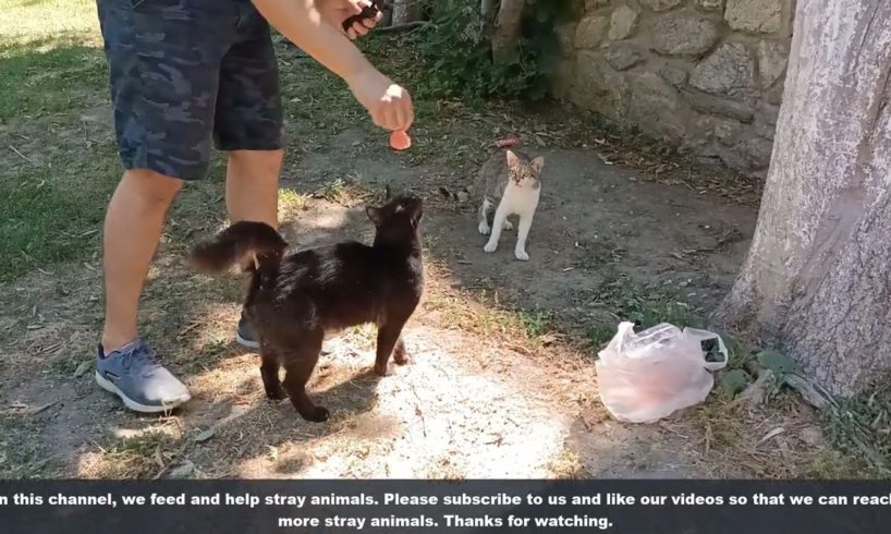 Stray Cat Was So Hungry And He Was So Happy To See Us/ Animal Rescue Video 2022
