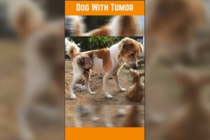 Stray Dog With Giant Tumor #shorts #rescued