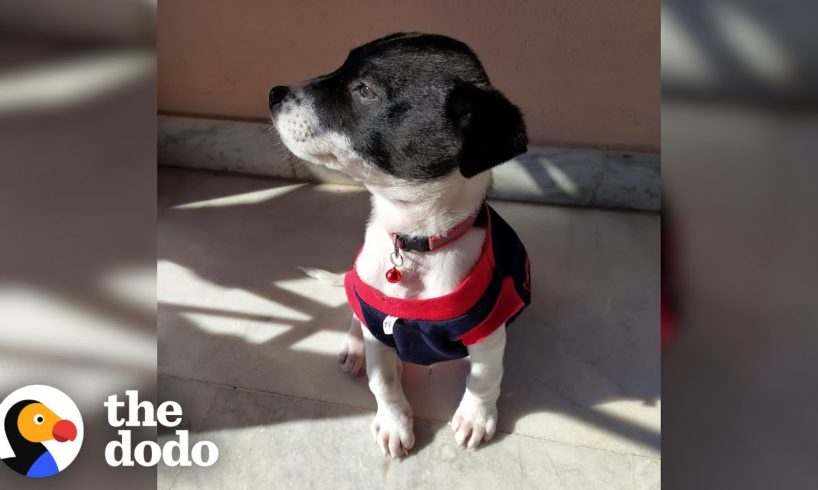 Stray Puppy Flies Across The World To Her New Family | The Dodo