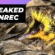 Streaked Tenrec 🦔 One Of The Cutest And Rarest Animals In The Wild #shorts