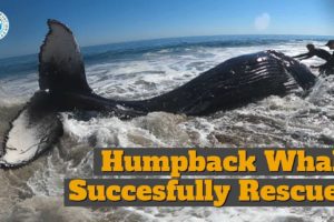 Successful Humpback Whale Rescue!