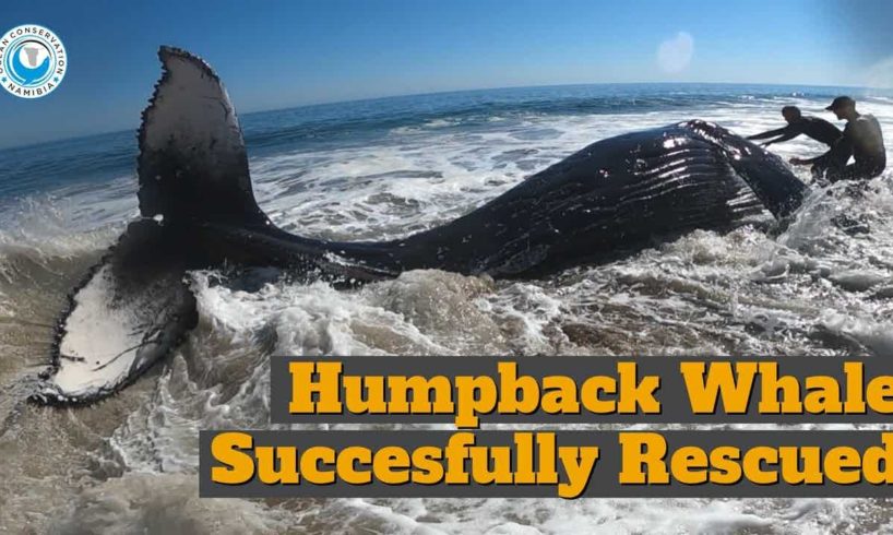 Successful Humpback Whale Rescue!