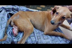 Sweetest dog with painful    injured leg rescued.