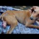 Sweetest dog with painful    injured leg rescued.