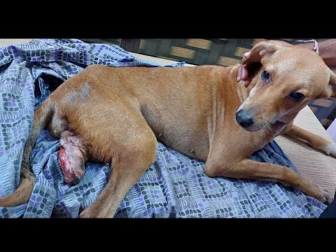 Sweetest dog with painful injured leg rescued.