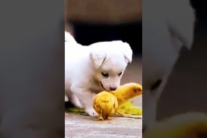 THE CUTEST PUPPY EVER😘🐶 | Aww Animals || #shorts #ytshorts #youtubeshorts #short #trending #pets