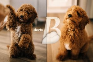 THE CUTEST PUPPY PHOTOSHOOT EVER! 😭🥺😍 #Shorts