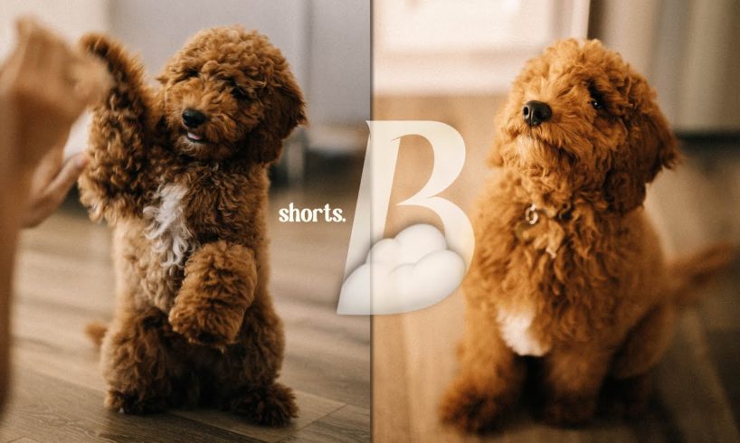 THE CUTEST PUPPY PHOTOSHOOT EVER! 😭🥺😍 #Shorts