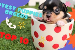 TOP 10 CUTEST PUPPIES BREEDS TO KEEP AS PET !!