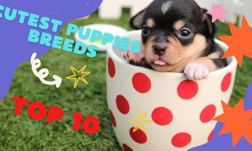 TOP 10 CUTEST PUPPIES BREEDS TO KEEP AS PET !!