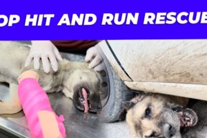 TOP HIT AND RUN RESCUES