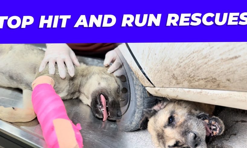 TOP HIT AND RUN RESCUES