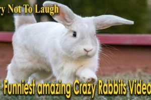 TRY NOT TO LAUGH . Weird Rabbits you've never seen before .ANIMALS FUNNIEST VIDEOS 2022