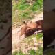 TWO MALE LIONS FIGHTING FOR MATE/WILD ANIMALS ATTACKS COMPILATION#shorts #animals