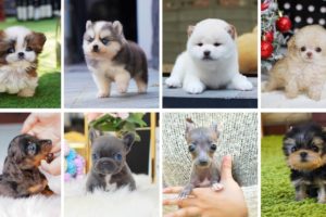 Teacup Dogs - 15 Cute Miniature Dog Breeds | Teacup Puppies