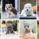 Teacup Dogs - 15 Cute Miniature Dog Breeds | Teacup Puppies