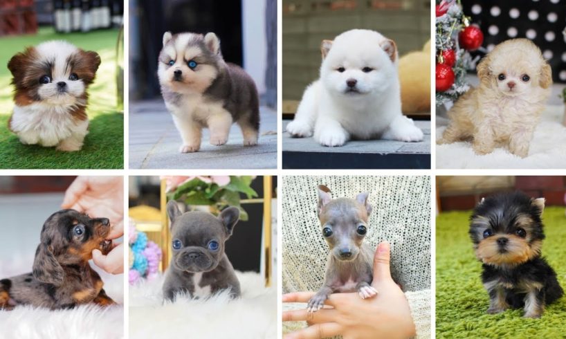 Teacup Dogs - 15 Cute Miniature Dog Breeds | Teacup Puppies