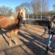 Terrified abused horse is rescued!!