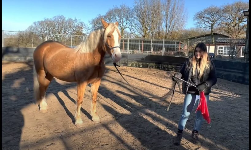 Terrified abused horse is rescued!!