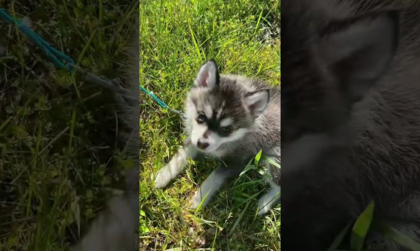 Teyla Will Make You Smile: The Cutest Puppy Ever! #shorts #pomsky