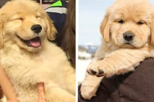 🐶That GOLDEN PUPPIES Will Make You Genuinely Happy While Watching 🐶| Cute Puppies