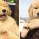 🐶That GOLDEN PUPPIES Will Make You Genuinely Happy While Watching 🐶| Cute Puppies