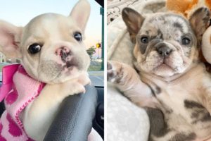 🥰The Best Adorable Bulldogs in The Planet Makes Your Heart Melt 🐶| Cutest Puppies