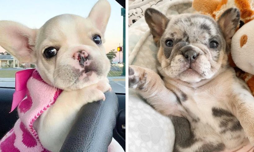 🥰The Best Adorable Bulldogs in The Planet Makes Your Heart Melt 🐶| Cutest Puppies