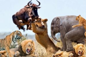 The Best Of Animal Attack //Most Amazing Moments Of Wild Animal Fights