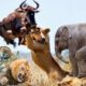 The Best Of Animal Attack //Most Amazing Moments Of Wild Animal Fights