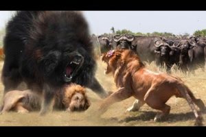 The Best Of Wild Animal Attack 2022 - Most Amazing Moments Of Wild Animal Fight!