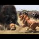 The Best Of Wild Animal Attack 2022 - Most Amazing Moments Of Wild Animal Fight!