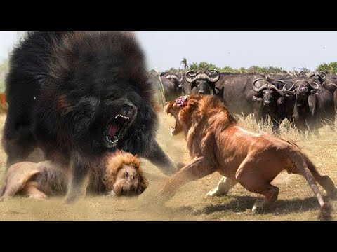 The Best Of Wild Animal Attack 2022 - Most Amazing Moments Of Wild Animal Fight!