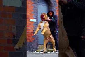 The Biggest Dog 🐶 Big Dog 🐕 Strongest Animal 💪 Animal Video 😍 Animal Fights 👊 Animal Attack 🦁 Doggy