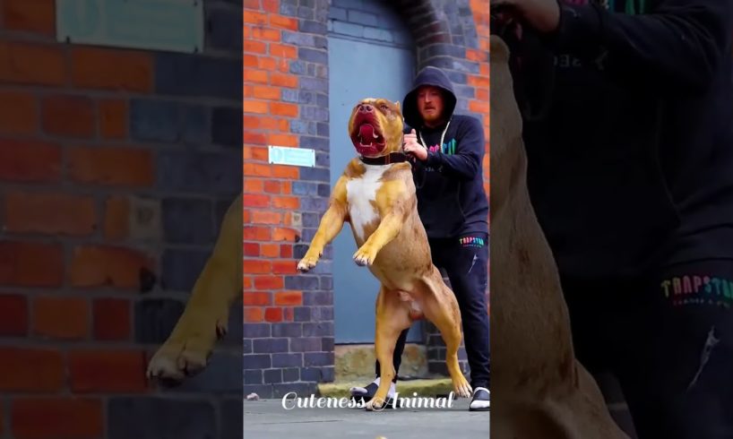The Biggest Dog 🐶 Big Dog 🐕 Strongest Animal 💪 Animal Video 😍 Animal Fights 👊 Animal Attack 🦁 Doggy